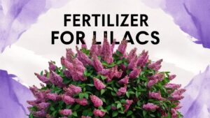 Fertilizer For Lilacs