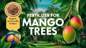 Fertilizer For Mango Trees