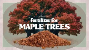 Fertilizer For Maple Trees