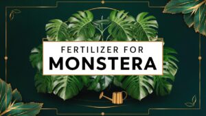 Fertilizer For Monstera