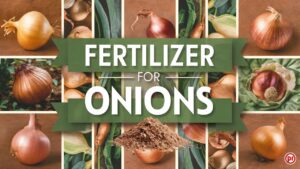 Fertilizer For Onions