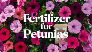 Fertilizer For Petunias