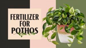 Fertilizer For Pothos