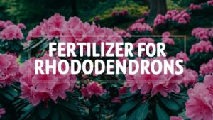 Fertilizer For Rhododendrons