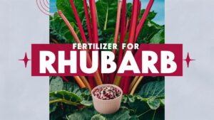 Fertilizer For Rhubarb