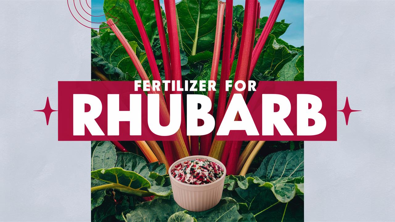 Fertilizer For Rhubarb