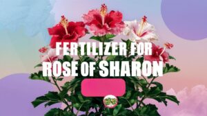 Fertilizer For Rose Of Sharon