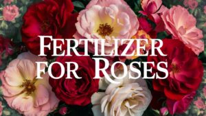 Fertilizer for Roses