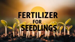 Fertilizer For Seedlings