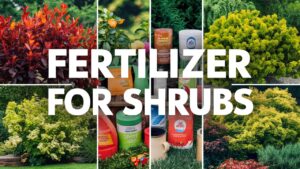 Fertilizer For Shrubs