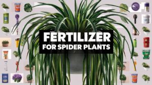 Fertilizer For Spider Plants