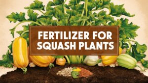 Fertilizer For Squash Plants