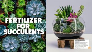 Fertilizer For Succulents
