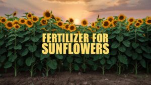 Fertilizer For Sunflowers