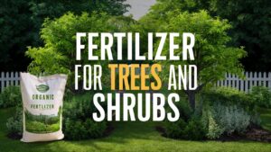 Fertilizer For Trees And Shrubs