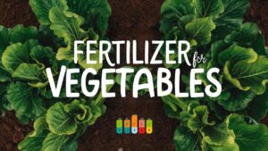 Fertilizer For Vegetables