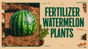 Fertilizer For Watermelon Plants
