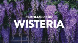 Fertilizer For Wisteria
