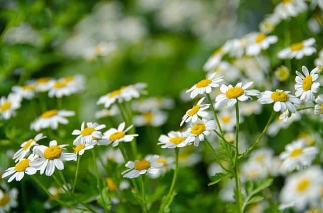 Feverfew