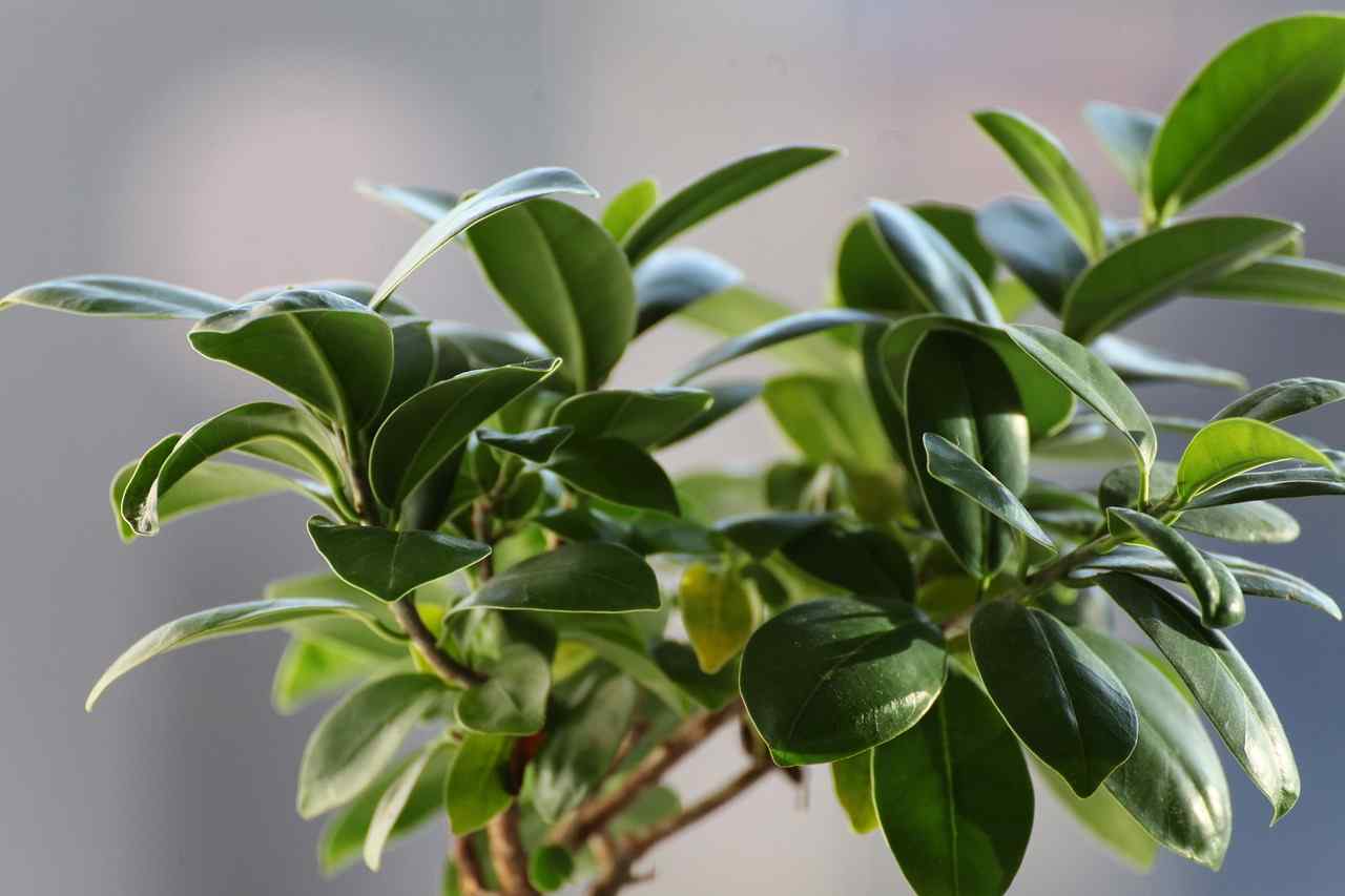 Propagating Ficus