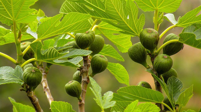 Fig Tree Care and Maintenance