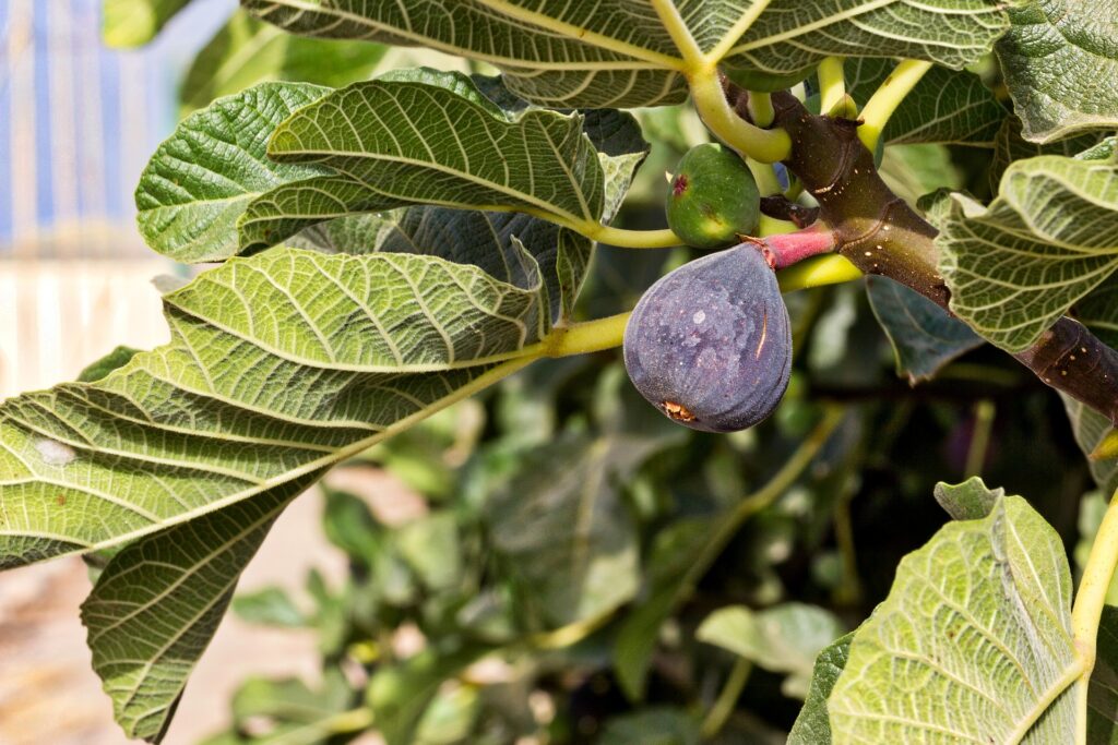 Fig Tree Varieties