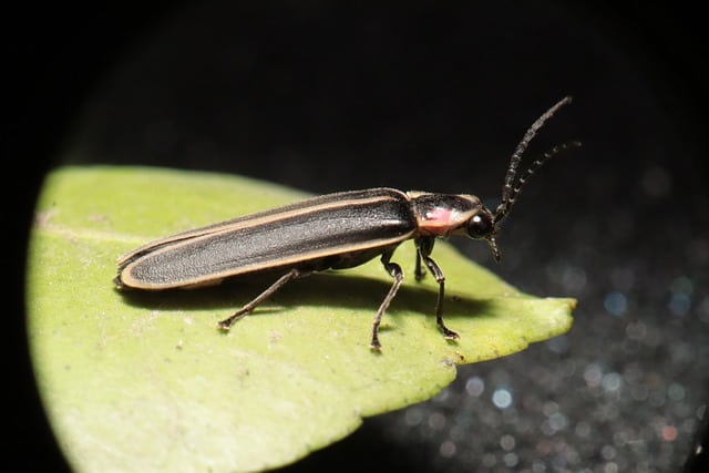 Firefly on Leaf