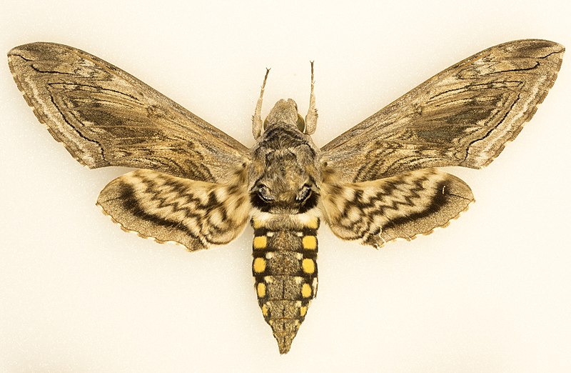 Spotted Hawk Moth