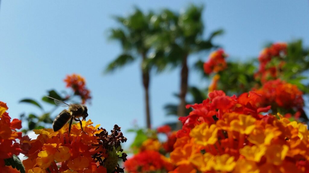 Florida Winter Annuals - Florida Winter Flowers