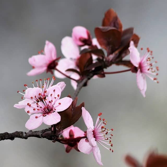 Flowering Cherry or Plum Tree (Prunus)