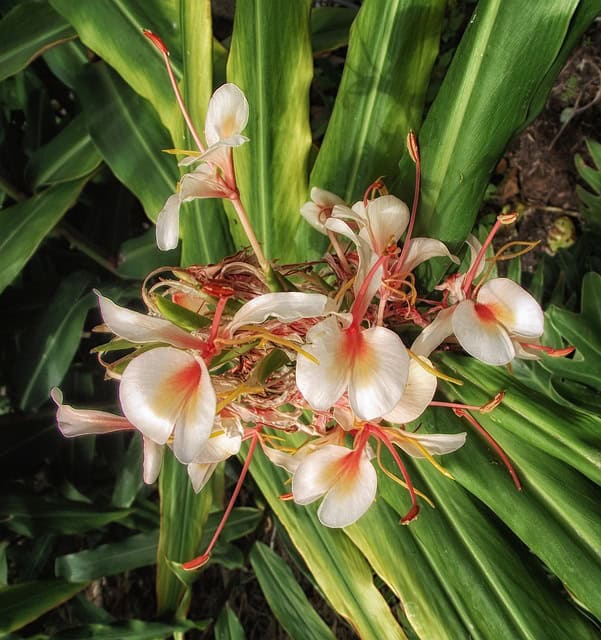    Flowering Ginger (Hedychium)