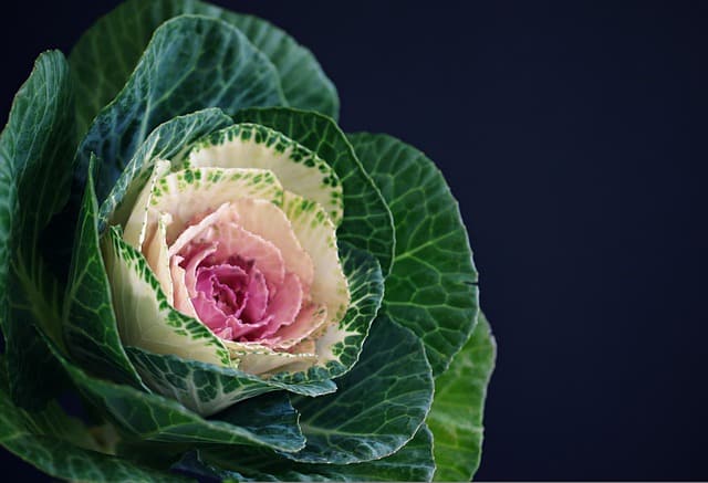 Flowering Kale