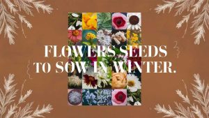 Flower Seeds to Sow in Winter