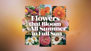 Flowers That Bloom All Summer In Full Sun