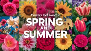 Flowers That Bloom In Spring And Summer