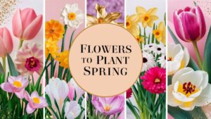 Flowers To Plant Early Spring