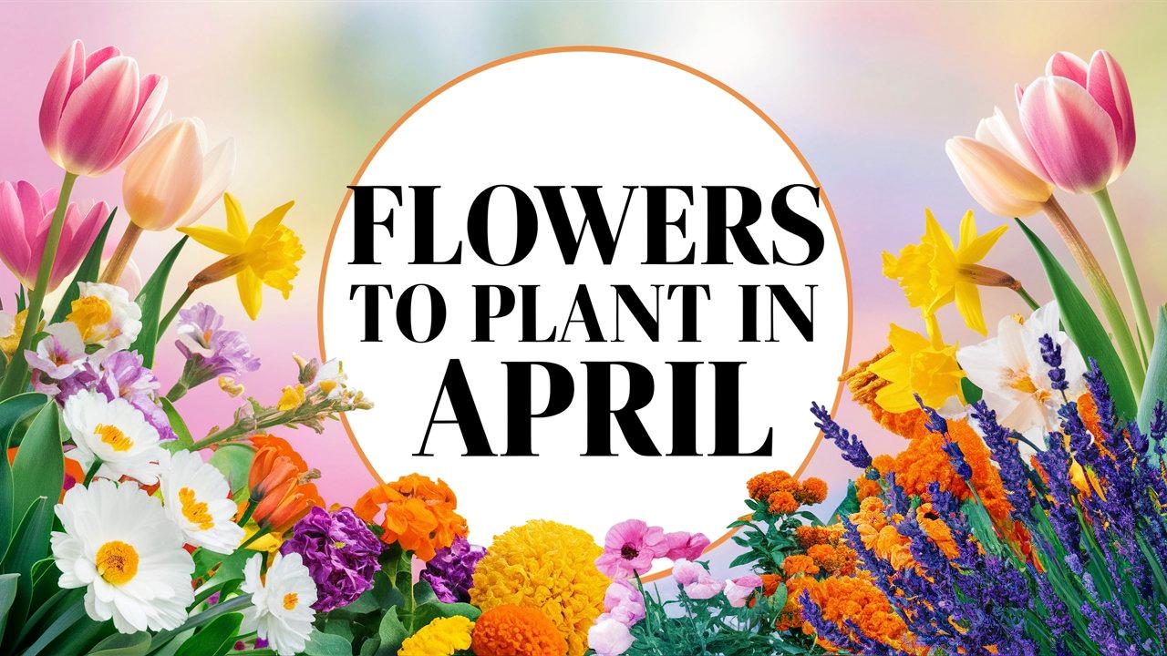 Best Flowers To Plant In April