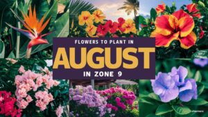 Flowers To Plant In August In Zone 9
