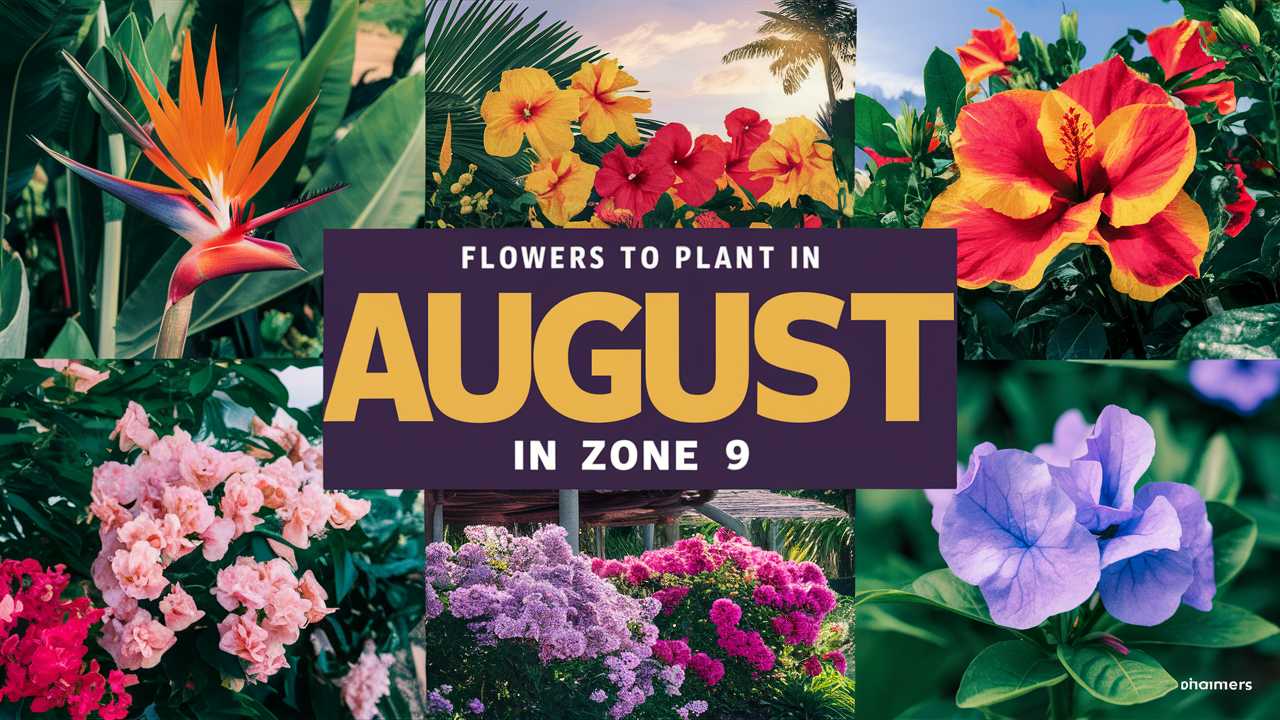 Flowers To Plant In August In Zone 9