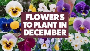 Flowers To Plant In December