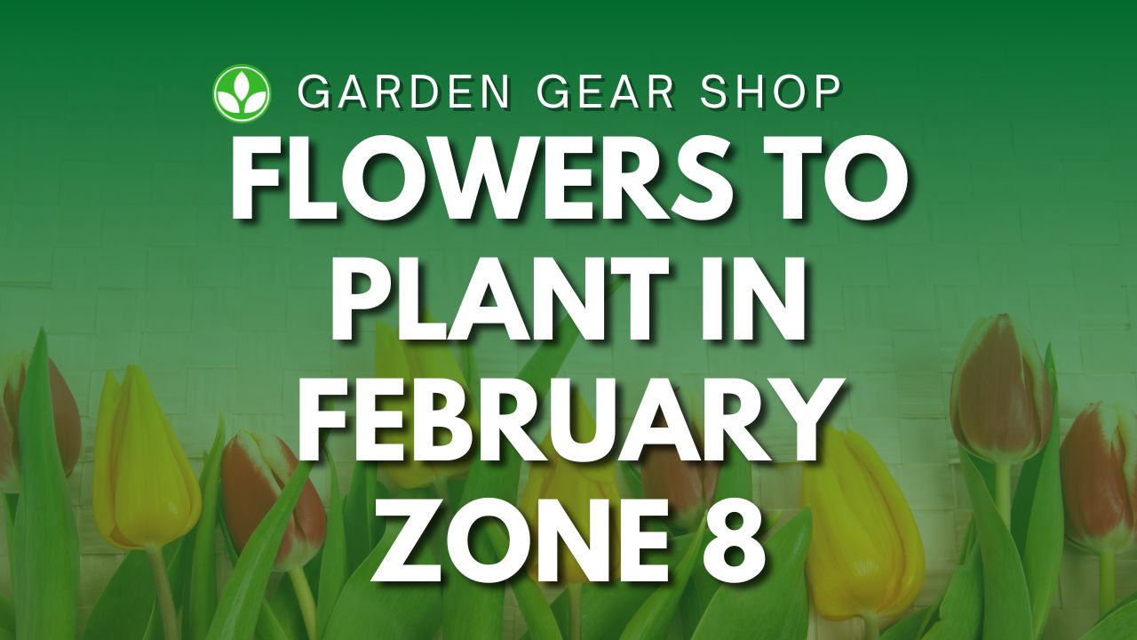 Flowers To Plant In February Zone 8