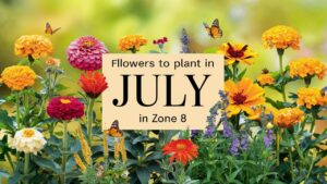 Flowers To Plant In July In Zone 8