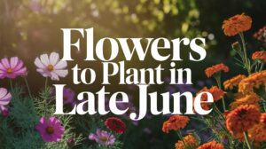 Flowers To Plant In Late June