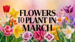 Flowers To Plant In March