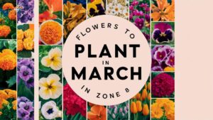 Flowers To Plant In March In Zone 8