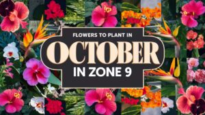 Flowers To Plant In October In Zone 9