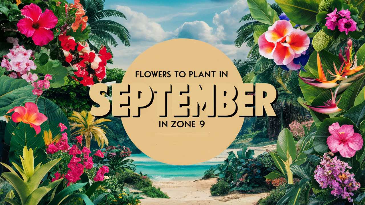 Flowers To Plant In September In Zone 9