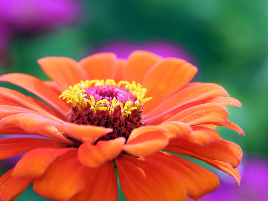 Zinnia Flowers to Plant in June