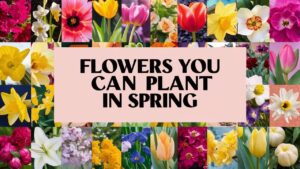 Flowers You Can Plant In Spring