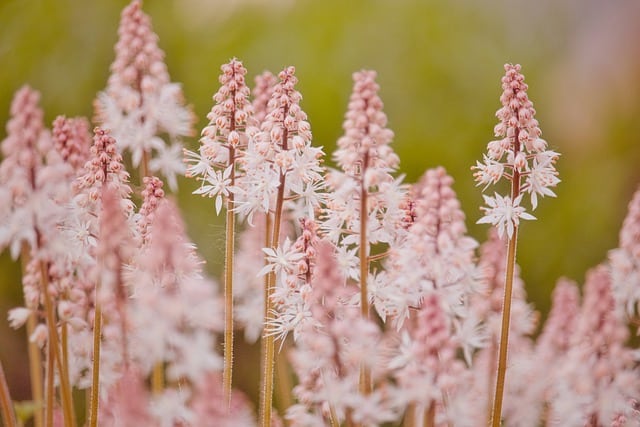 Foam Flower (Tiarella cordifolia)